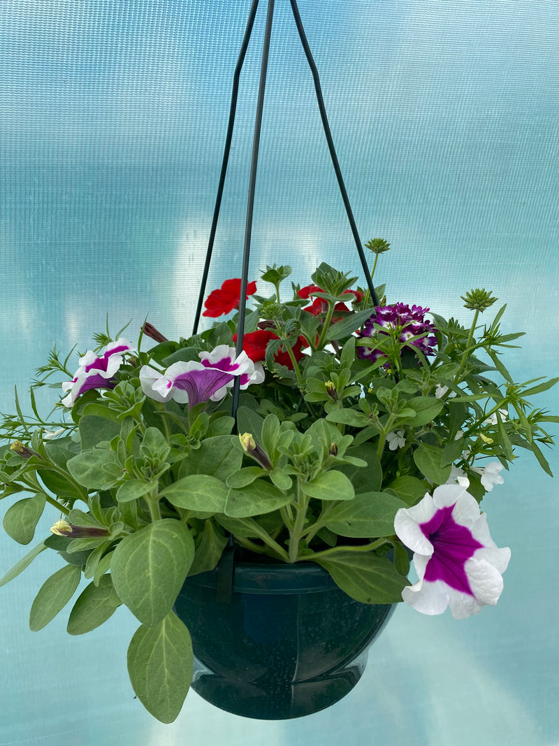*NOW 2 FOR £20* 2 X Mixed Seasonal Summer Hanging Basket
