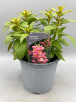 1L SnapDragon (Spring, Summer)
