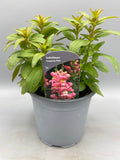 1L SnapDragon (Spring, Summer)