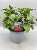 1L SnapDragon (Spring, Summer)