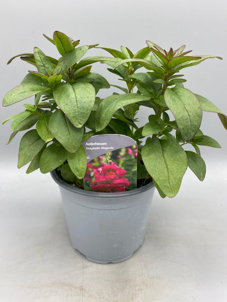 1L SnapDragon (Spring, Summer)