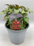1L SnapDragon (Spring, Summer)