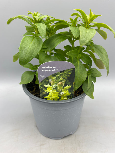 1L SnapDragon (Spring, Summer)