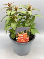 1L SnapDragon (Spring, Summer)