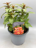 1L SnapDragon (Spring, Summer)