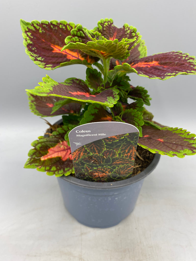 1L Coleus (Summer, foliage)