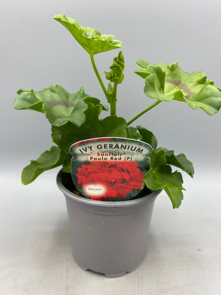 10.5cm Trailing Geranium (Spring, Summer)