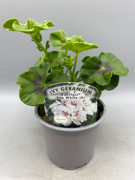 10.5cm Trailing Geranium (Spring, Summer)