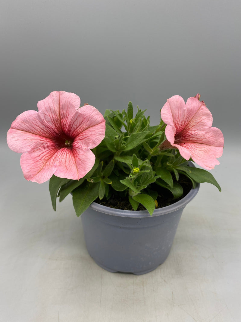 1L Petunia  (Spring, Summer)
