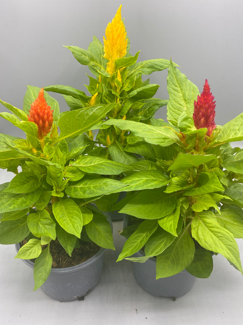 Celosia Mixed Colours x 3 1L Plants  (Summer)