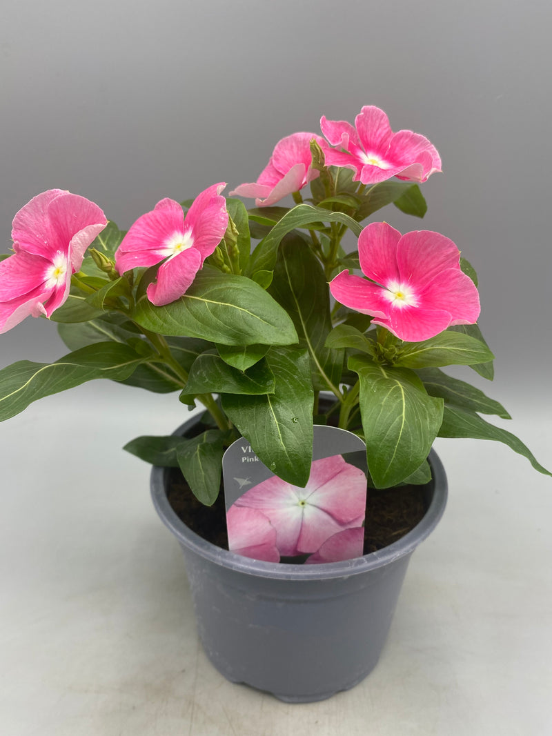 3x 1L Vinca, Catharanthus  (Summer)