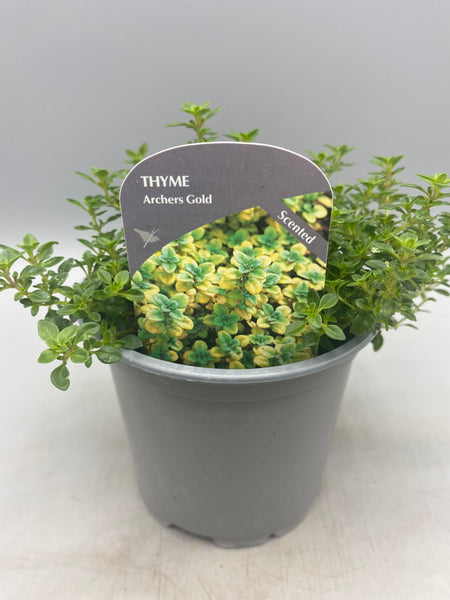 10.5cm Thyme Archers Gold (Perennial, Summer, Autumn, Spring, Foliage)