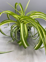 Curly Spider Plant in 10.5cm Pot