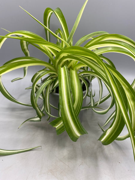 Curly Spider Plant in 10.5cm Pot