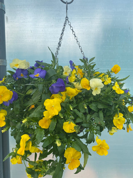 30cm Rattan hanging basket with Trailing Pansy (Autumn, Spring)