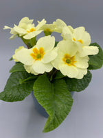 *Deal of The Week* Primrose Everlast (Autumn, Spring, perennial)