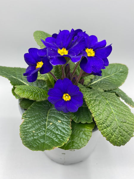 Polyanthus, fully grown plants (Autumn, Winter, Spring)