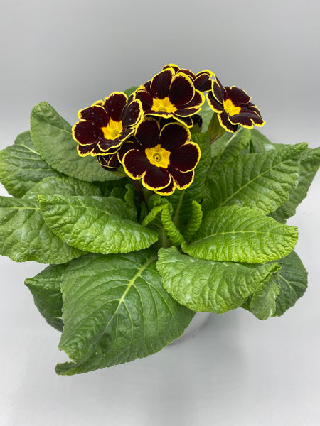 1L Primrose, tray of 3 fully grown plants (Winter, Autumn, Spring)