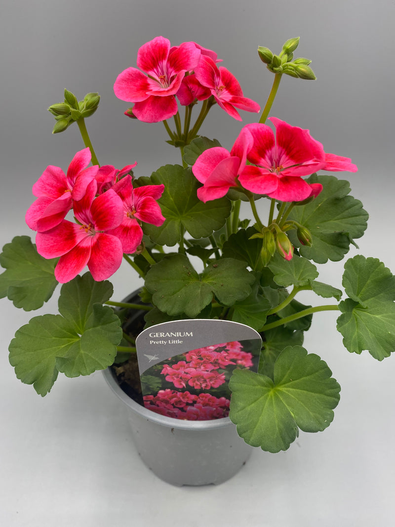 Zonal Geranium 10.5cm Pot (Spring, Summer)