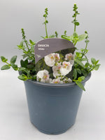 1L Diascia (Spring, Summer, CLICK PHOTO TO SEE MORE COLOURS)