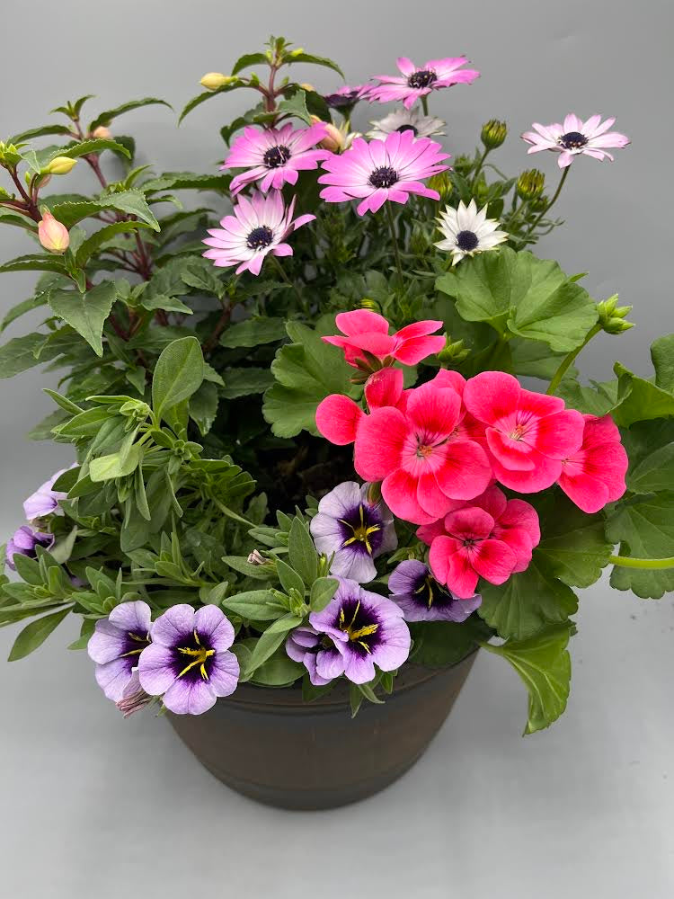 25cm Barrel Effect Patio Seasonal Planter