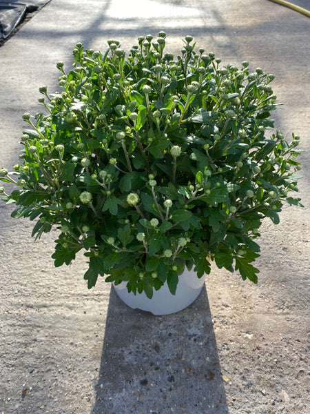 *HALF PRICE* 5L Large Garden Chrysanthemum Ball (Summer, Autumn, Perennial) (CLICK PHOTO TO SEE MORE COLOURS)