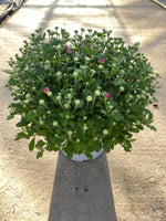 *HALF PRICE* 5L Large Garden Chrysanthemum Ball (Summer, Autumn, Perennial) (CLICK PHOTO TO SEE MORE COLOURS)