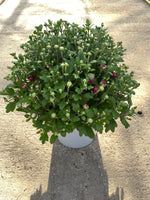 *HALF PRICE* 5L Large Garden Chrysanthemum Ball (Summer, Autumn, Perennial) (CLICK PHOTO TO SEE MORE COLOURS)