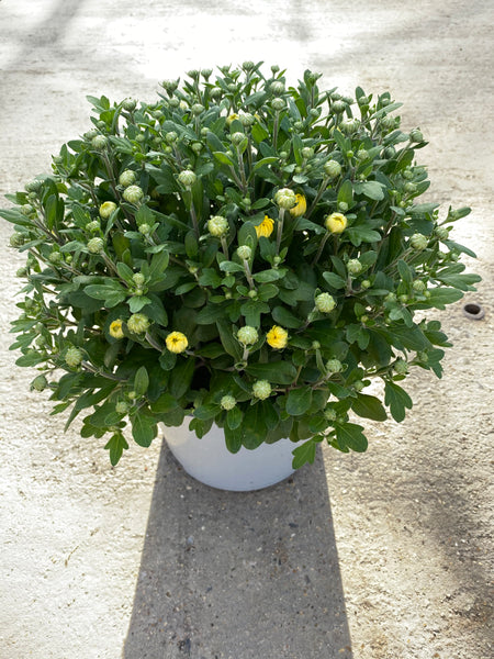 *HALF PRICE* 5L Large Garden Chrysanthemum Ball (Summer, Autumn, Perennial) (CLICK PHOTO TO SEE MORE COLOURS)