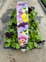 Viola 6 Plant Carry Pack with Handle (Autumn, Spring)