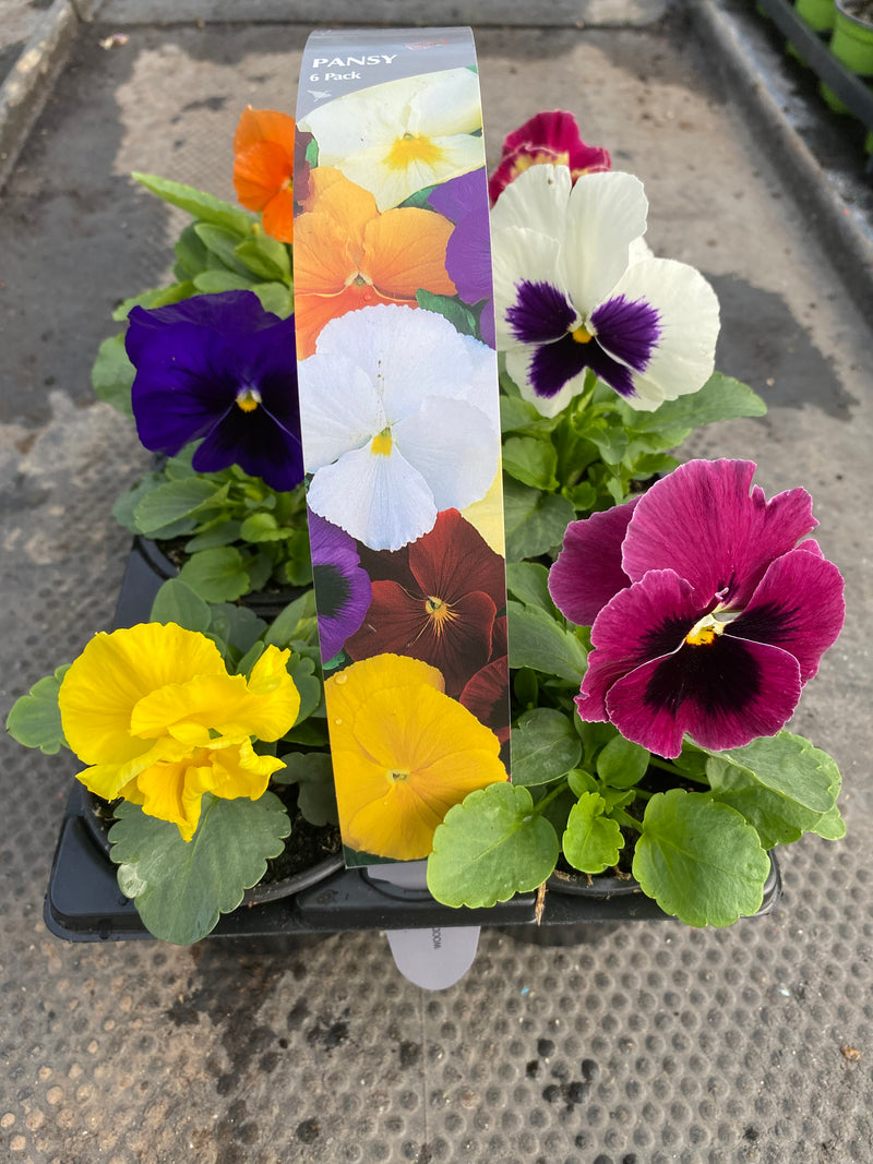 Pansy 6 Plant Carry Pack with Handle (Summer, Autumn, Spring)