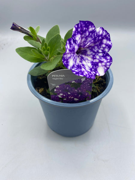 1L Petunia  (Spring, Summer)