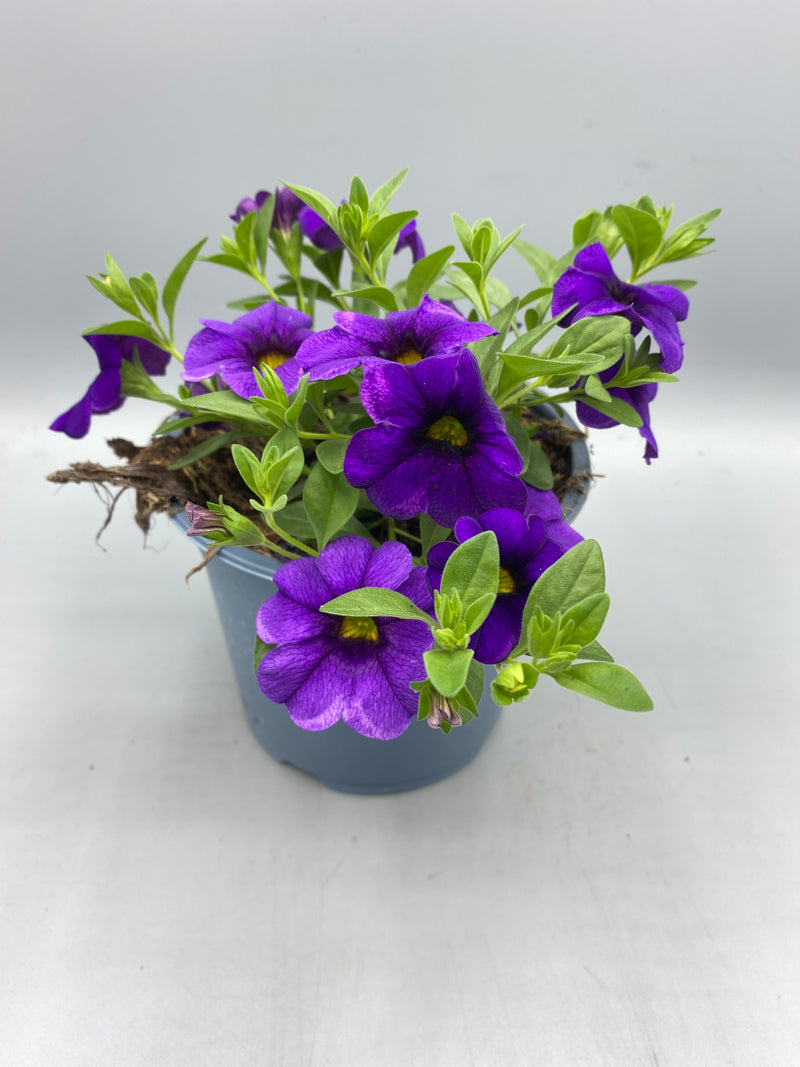 1L pot Million Bells Calibrachoa  (Spring, Summer)