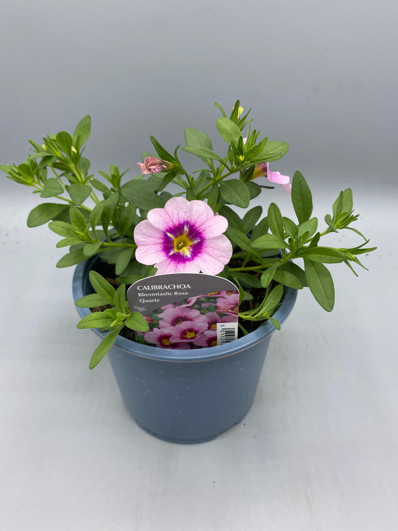 1L pot Million Bells Calibrachoa  (Spring, Summer)