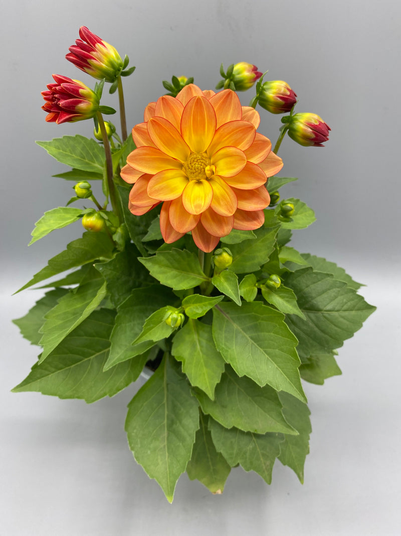 *NOW HALF PRICE* 1L Dahlia (Spring, Summer)
