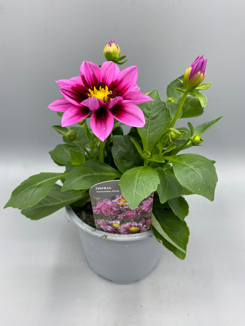 *NOW HALF PRICE* 1L Dahlia (Spring, Summer)