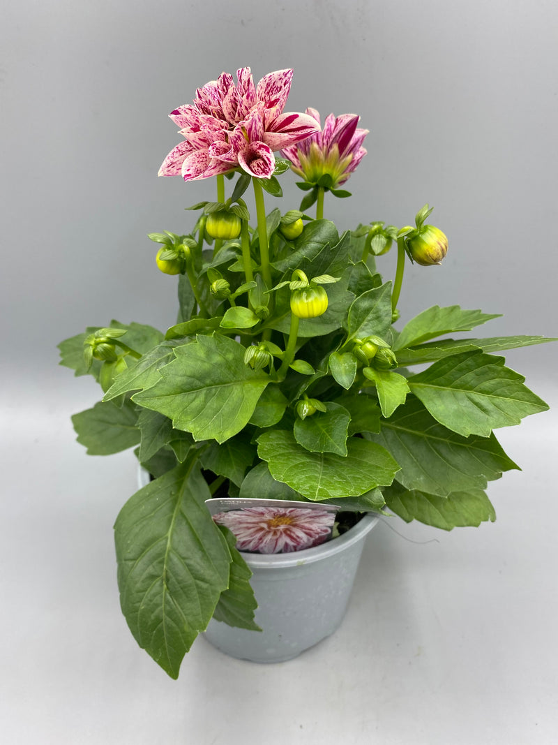 *NOW HALF PRICE* 1L Dahlia (Spring, Summer)