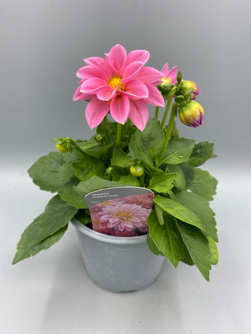*NOW HALF PRICE* 1L Dahlia (Spring, Summer)