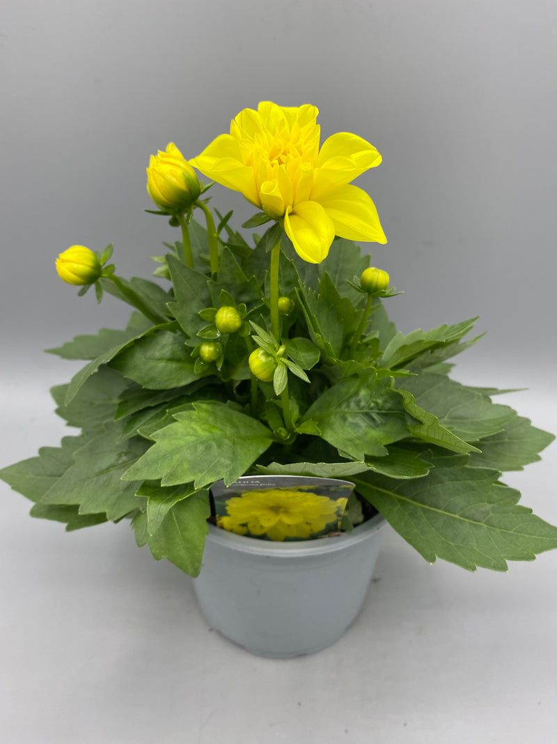 *NOW HALF PRICE* 1L Dahlia (Spring, Summer)