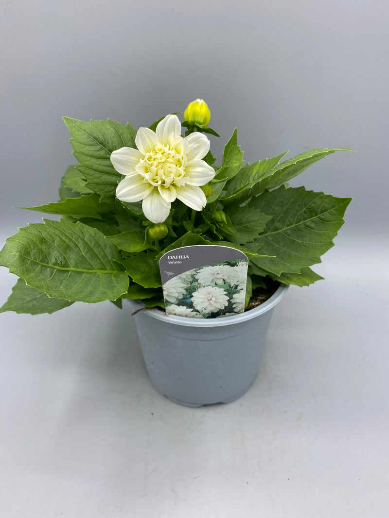 *NOW HALF PRICE* 1L Dahlia (Spring, Summer)
