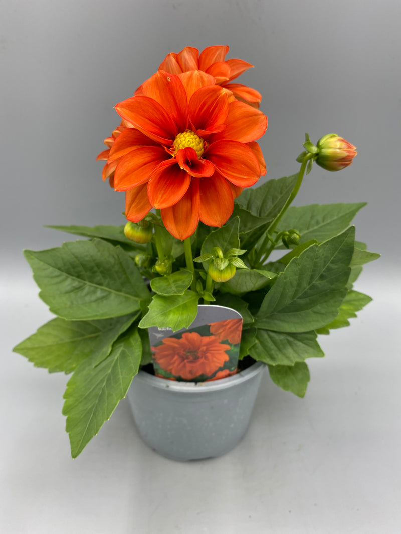 *NOW HALF PRICE* 1L Dahlia (Spring, Summer)