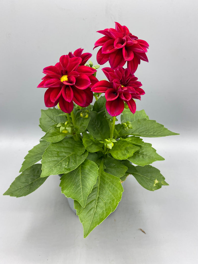 *NOW HALF PRICE* 1L Dahlia (Spring, Summer)