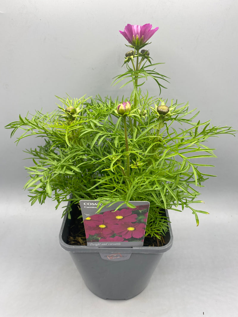 2L Cosmos (Summer, CLICK PHOTO TO SEE MORE COLOURS)