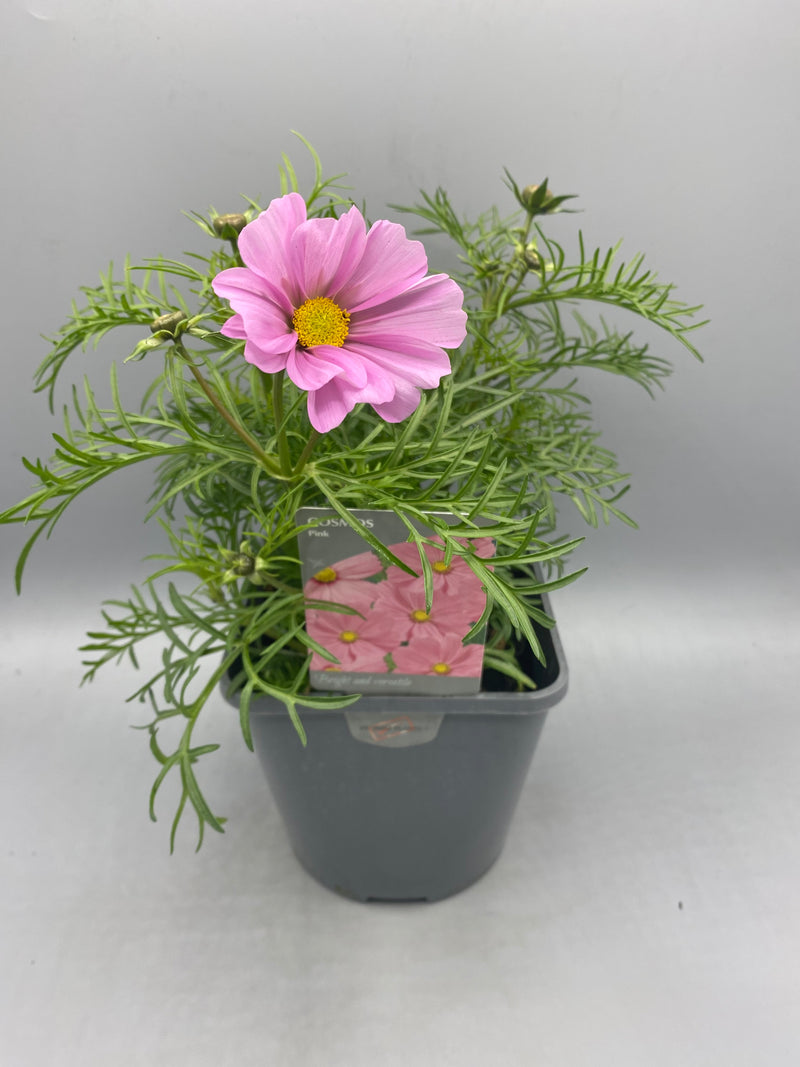 2L Cosmos (Summer, CLICK PHOTO TO SEE MORE COLOURS)