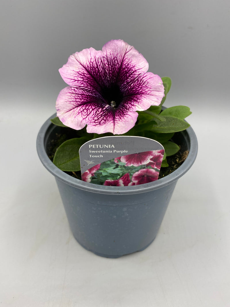 1L Petunia  (Spring, Summer)