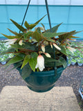 Trailing Begonia Hanging Basket