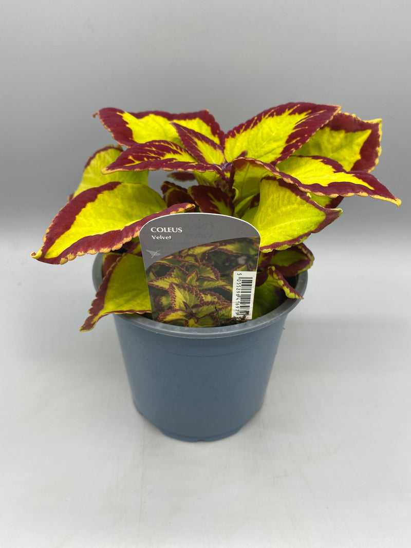 1L Coleus (Summer, foliage)