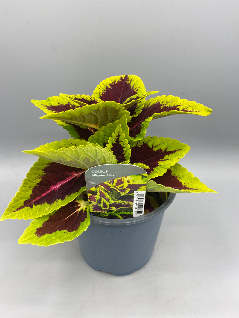1L Coleus (Summer, foliage)