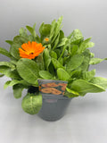 2x 2L Calendula  (Summer)