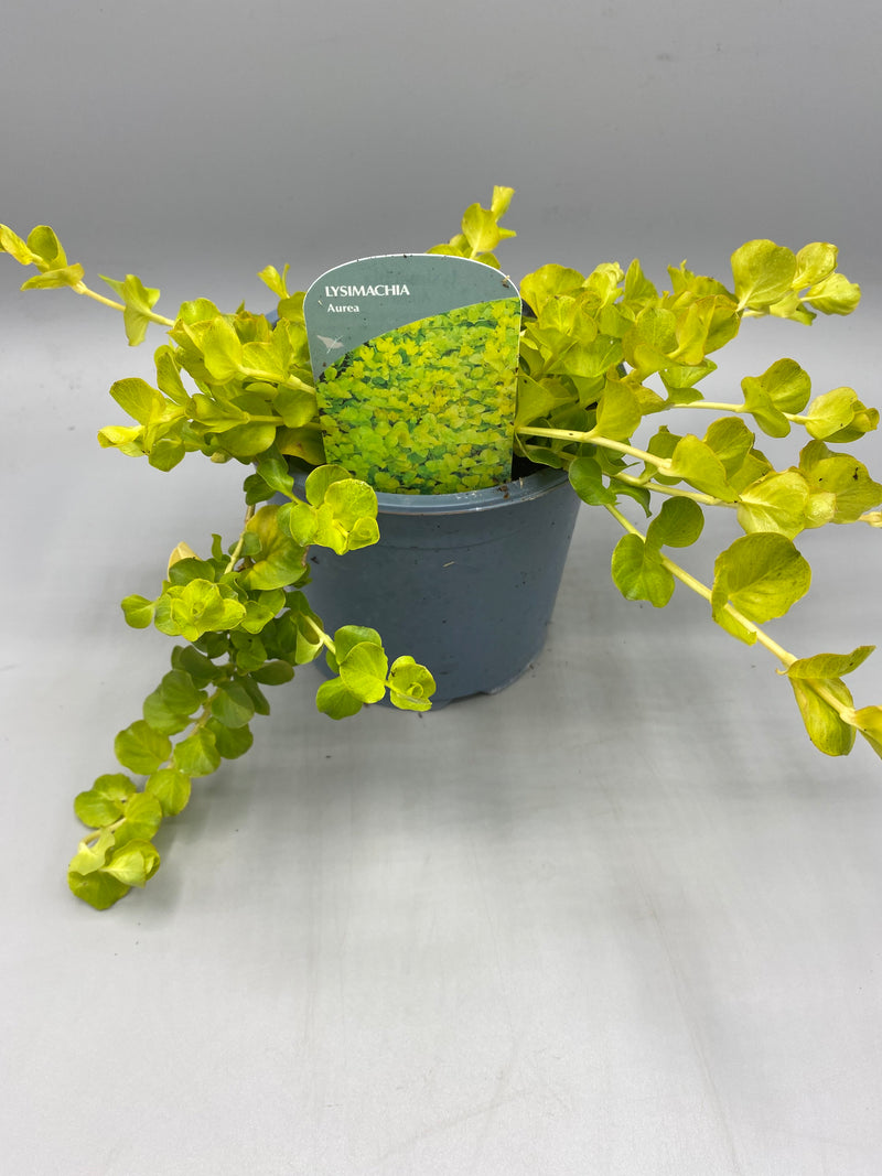 1L Lysimachia, Perennial, Summer, Autumn, Spring, Foliage